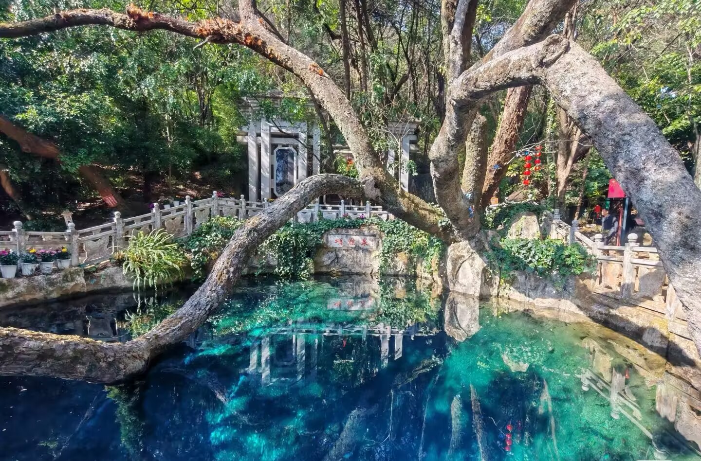 蝴蝶泉
